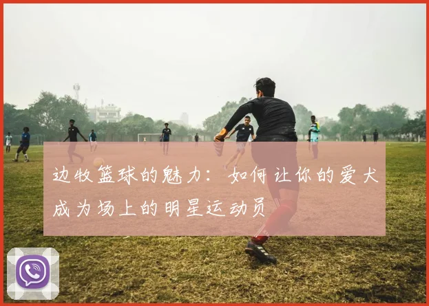 边牧篮球的魅力：如何让你的爱犬成为场上的明星运动员